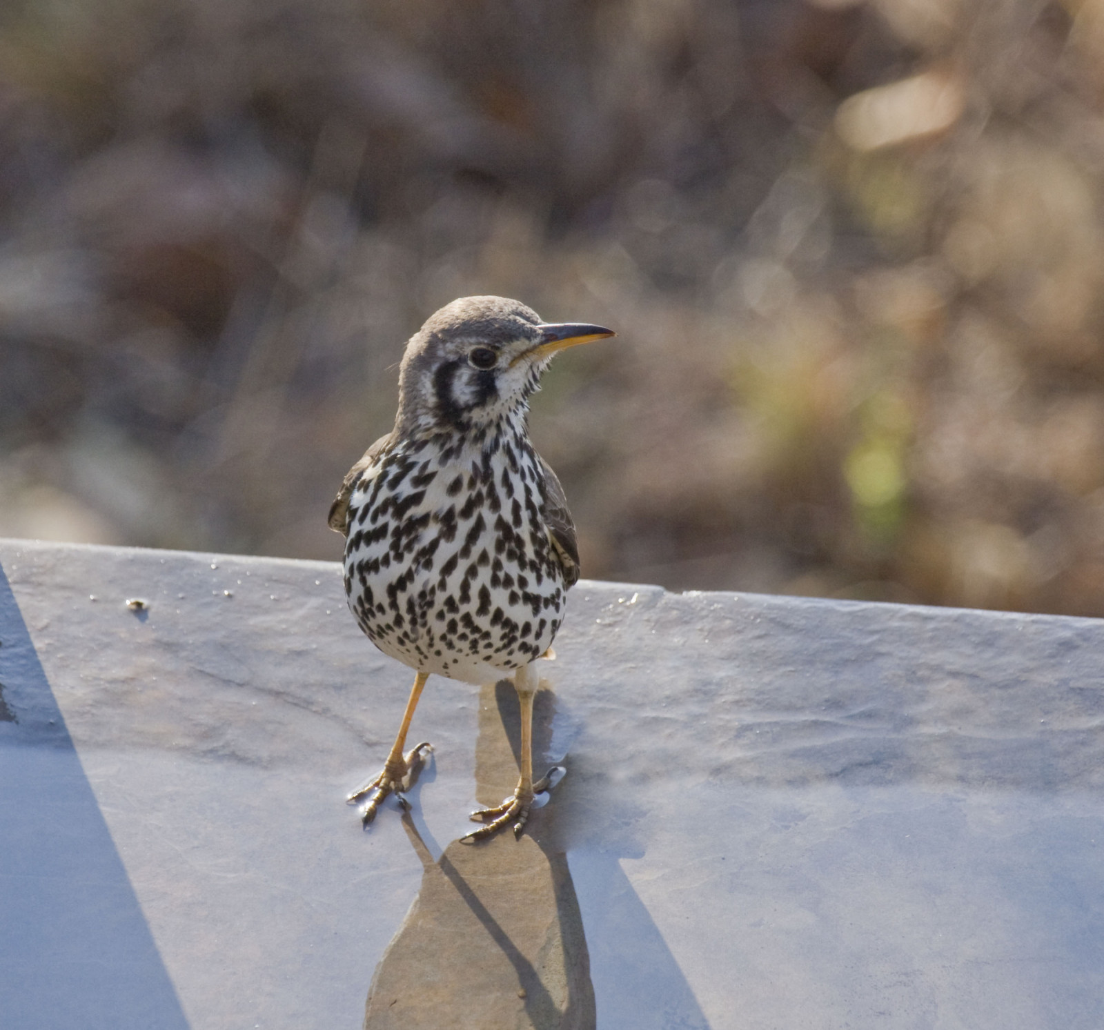 image Groundscraper Thrush